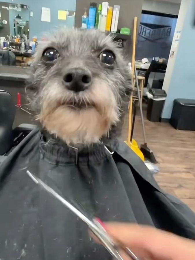 6 meses de cabelo e barba do noivo