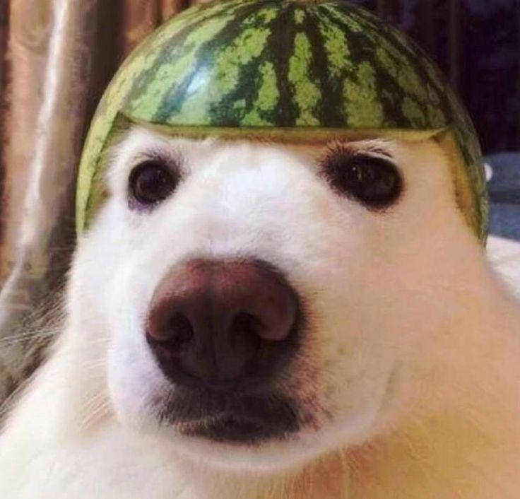 Capacete pra proteger o noivo do taco